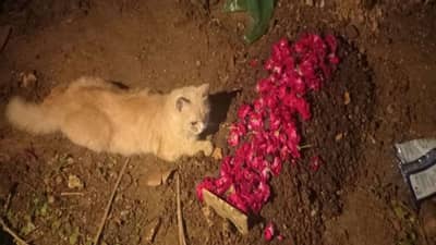 Valsad : કહાં ઐસા યારાના ! વલસાડમાં એક બિલાડીના મોત પછી બીજી બિલાડીએ આ રીતે વ્યક્ત કરી લાગણી