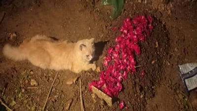 Valsad : કહાં ઐસા યારાના ! વલસાડમાં એક બિલાડીના મોત પછી બીજી બિલાડીએ આ રીતે વ્યક્ત કરી લાગણી