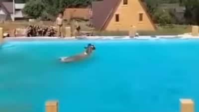 ગાયને ન્હાવાનું મન થતા સ્વિમિંગ પૂલમાં લગાવી ડુબકી ! પછી જે થયુ એ જોઈને તમને પણ આશ્વર્ય થશે