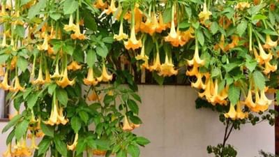 Health : ધતુરાના છોડના તમામ ભાગો છે ઔષધીય ગુણોથી સમૃદ્ધ, જાણો કેવી રીતે છે આરોગ્ય માટે લાભદાયી ?