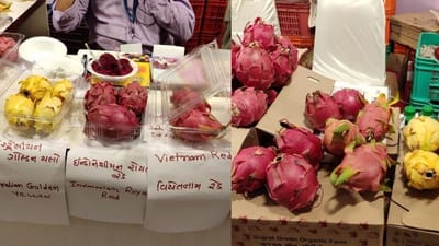 Ahmedabad : કમલમ ફ્રૂટના ઉત્પાદનમાં ગુજરાત મોખરે, 1200 હેક્ટરમાં વાવેતર થયું