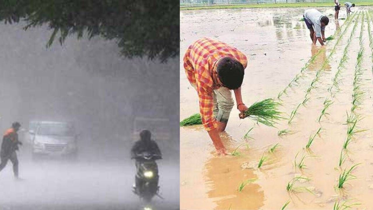 Good News : ગુજરાતમાં મોસમનો કુલ 81.34  ટકા વરસાદ, સરેરાશ 98 ટકા વિસ્તારમાં વાવેતર કરાયું