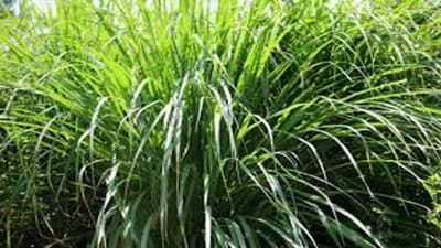 સિટ્રોનેલા ઘાસ- મચ્છરોને દૂર રાખવા માટે સિટ્રોનેલા ઘાસ ઉપાયોગી છે. આ ઘાસમાંથી કાઢવામાં આવેલા સિટ્રોનેલા તેલનો ઉપયોગ હર્બલ ઉત્પાદનો જેમ કે મીણબત્તીઓ, અત્તર, દીવા વગેરેમાં થાય છે. મહત્વનું છે કે સિટ્રોનેલા ઘાસ મચ્છરોને તમારાથી દૂર રાખવામાં મદદ કરે છે.