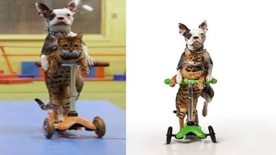 Viral Video: ડોગ અને કેટે સ્કૂટર ચલાવીને બનાવ્યો વર્લ્ડ રેકોર્ડ, બંનેની દોસ્તીનો વીડિયો સોશિયલ મીડિયામાં વાયરલ