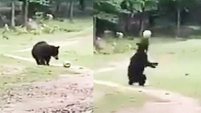 Video : જંગલમાં રીંછે દેખાડી કમાલની ફૂટબોલ સ્કિલ ! વિડીયો જોઈને તમે પણ કહેશો યે તો ખેલાડી હૈ