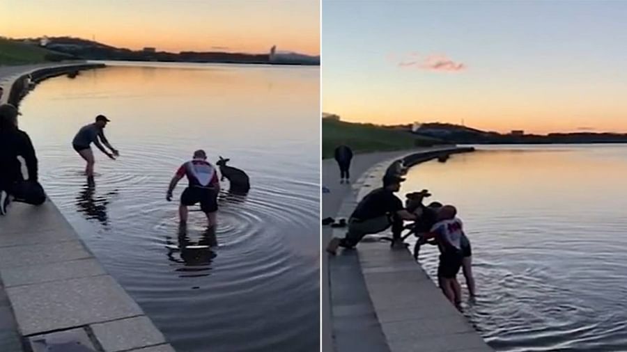 Rescue Video: ઠંડા પાણીના તળાવમાં ફસાઇ ગયું કાંગારુ, 2 લોકો ખભા પર ઉઠાવીને બચાવી લાવ્યા, જુઓ ગજબ વિડિયો
