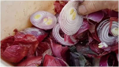 શું તમને ખબર છે કે, ડુંગળીની છાલમાંથી પણ બનાવી શકાય છે જૈવિક ખાતર ? ઘરે જ આ રીતે બનાવો ખાતર