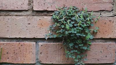 Lifestyle : ઘરની દીવાલો પર ઉગી નીકળે છે બિનજરૂરી છોડ, તો અજમાવો આ ઉપાય