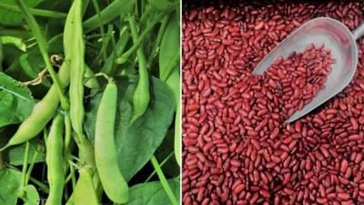 Rajma Farming: રાજમાની ખેતી માટે શ્રેષ્ઠ સમય, જાણો કેવી રીતે કરી શકાય છે રાજમાની ખેતી
