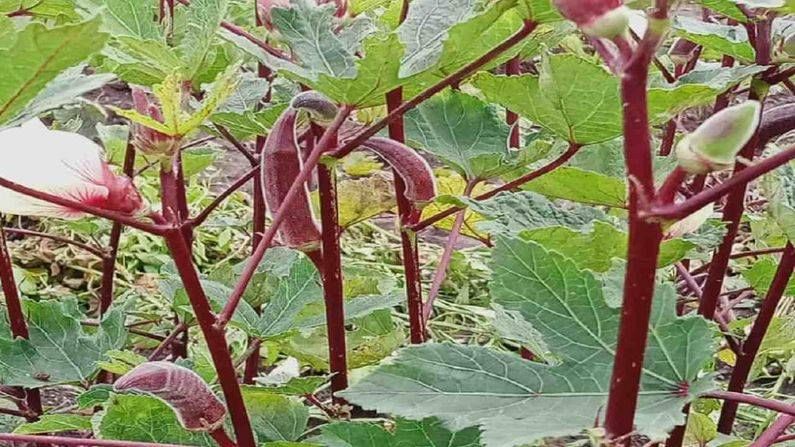 Red Lady Finger : ક્યારે પણ લાલ ભીંડા જોયા છે ? લાલ ભીંડાની ખેતીથી કરી શકો છો અઢળક કમાણી, સ્વાસ્થ્ય માટે છે ફાયદાકારક