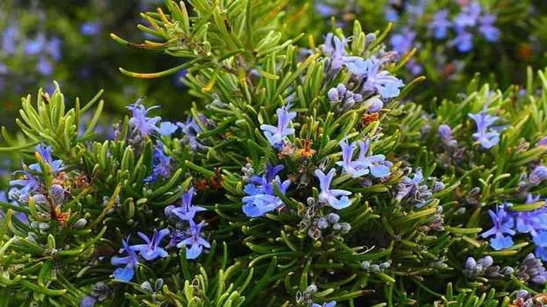 રોઝમેરી- રોઝમેરીના ફૂલ વાદળી રંગના હોય છે. મેરીગોલ્ડ અને લવંડરની જેમ તે પણ મચ્છરોને દુર ભગાવવા માટે ઉપયોગી છે.
