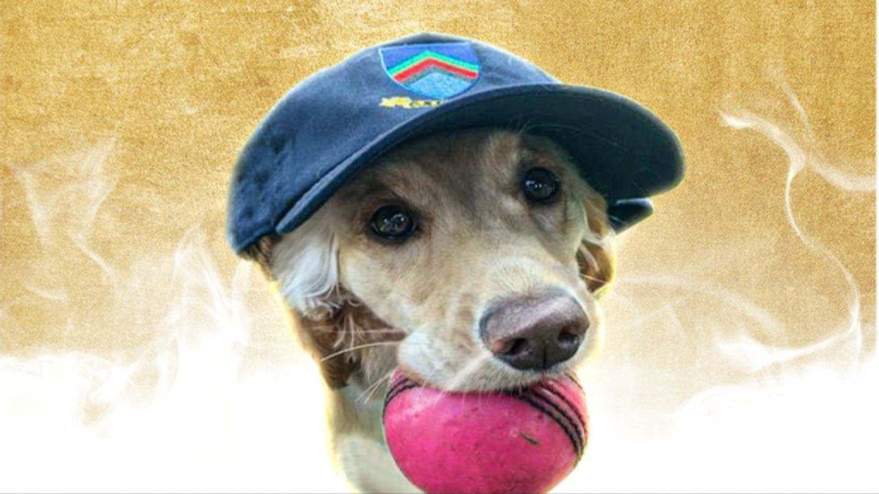 Viral Video: ICCએ કૂતરાને આપ્યો ICC Dog of the Month Special Award જુઓ video