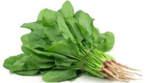 Benefits of Spinach : પાલકના આ લાભો જાણીને તમને આશ્ચર્ય થશે