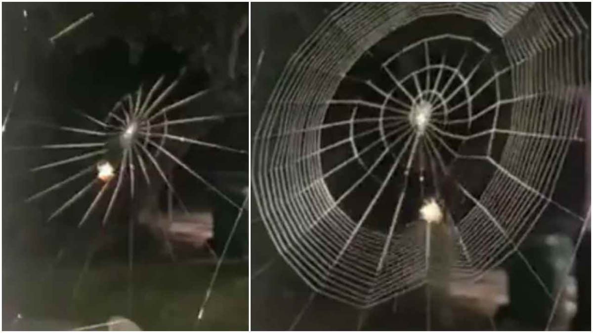 WOW કરોળીયાએ કોઇ મશીનની જેમ બનાવી જાળ, વીડિયોમાં તેની સુંદરતા જોઇ લોકો થયા દિવાના