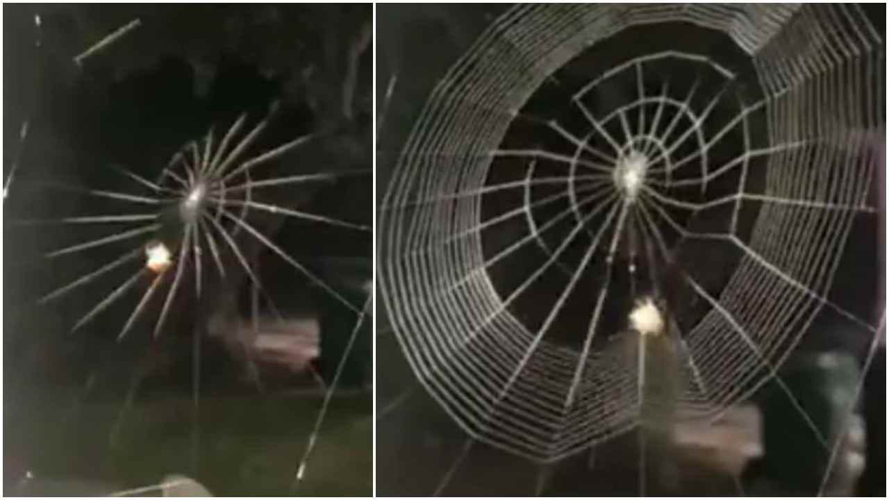 WOW કરોળીયાએ કોઇ મશીનની જેમ બનાવી જાળ, વીડિયોમાં તેની સુંદરતા જોઇ લોકો થયા દિવાના