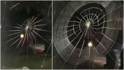 WOW કરોળીયાએ કોઇ મશીનની જેમ બનાવી જાળ, વીડિયોમાં તેની સુંદરતા જોઇ લોકો થયા દિવાના