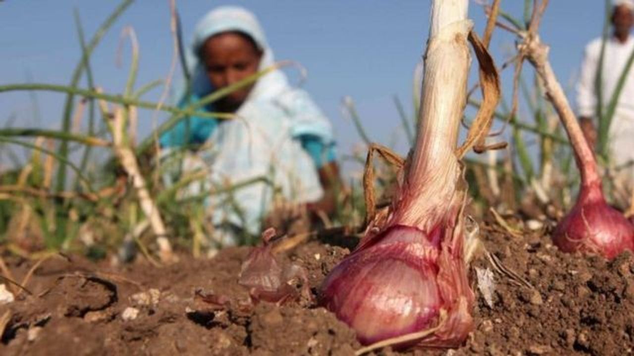 Onion Price: ડુંગળીના ભાવમાં આવ્યો ઘટાડો, ખેડૂતોની વધી ચિંતા, પ્રતિ ક્વિન્ટલના ભાવ ઘટીને 900 રૂપિયા થયા