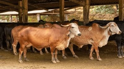 Navsari : જિલ્લામાં દુધાળા પશુઓમાં લમ્પી સ્કીન રોગચાળો વકર્યો, પશુપાલકોમાં ચિંતાનો માહોલ