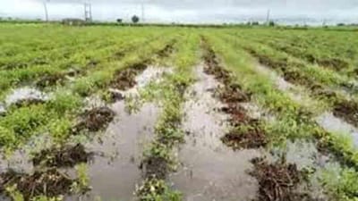 RAJKOT : ધોરાજીમાં ભારે વરસાદથી ખેતરોમાં કપાસ, મગફળી, સોયાબીન અને એરંડાનો ઉભો પાક બળી ગયો, ખેડૂતોને ભારે નુકસાની