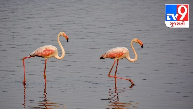 સુરખાબ પક્ષીઓ ભાવનગરને આંગણે બન્યા મહેમાન, પ્રકૃતિવિદો અને પક્ષીવિદોમાં આનંદની લાગણી