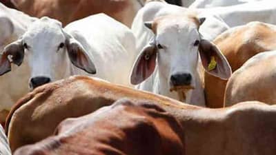 Gir somnath : ગૌઆધારિત ખેતીથી સુત્રાપાડાના ખેડૂતને મળી અભૂતપૂર્વ સફળતા, જાણો કેવી રીતે ?