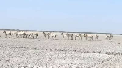 સુરેન્દ્રનગર : ઘૂડખર અભ્યારણ્ય આજથી પ્રવાસીઓ માટે ખુલ્લું મુકાયું