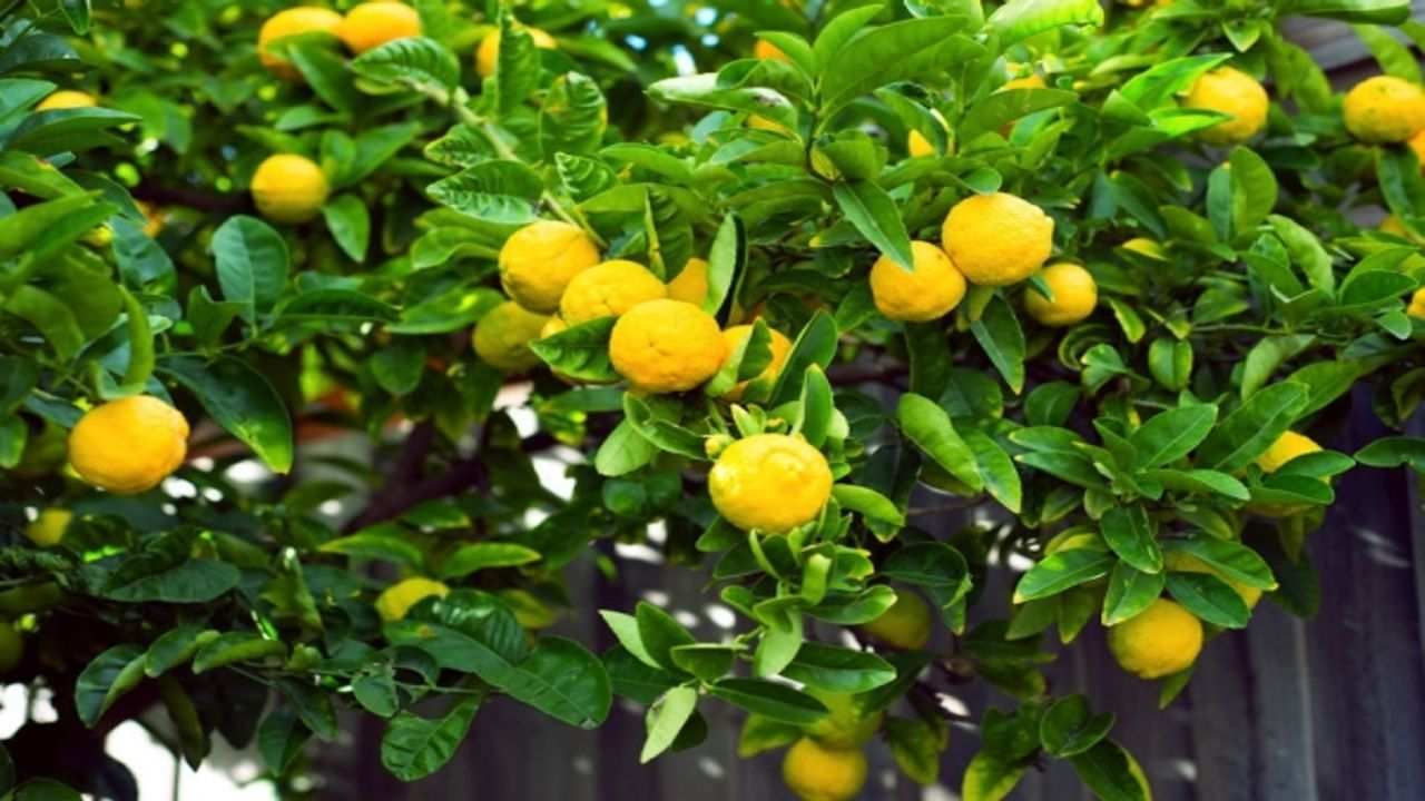Lemon Farming: લીંબૂની ખેતી કરતા ખેડૂતો માટે 5 બેસ્ટ ટિપ્સ, આખું વર્ષ થશે જોરદાર કમાણી
