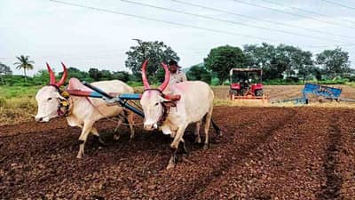 કચરામાંથી કંચન: કૃષિ કચરામાંથી બનશે કાગળ અને ખાતર, વૈજ્ઞાનિકોની મદદથી ખેડૂતો કચરામાંથી પણ કરશે કમાણી