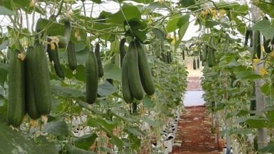 શાકભાજીની ખેતીમાં વધારે ઉત્પાદન મેળવવું હોય તો સ્ટેકિંગ પદ્ધતિ અપનાવો, ઉત્પાદનની સાથે આવક પણ વધશે