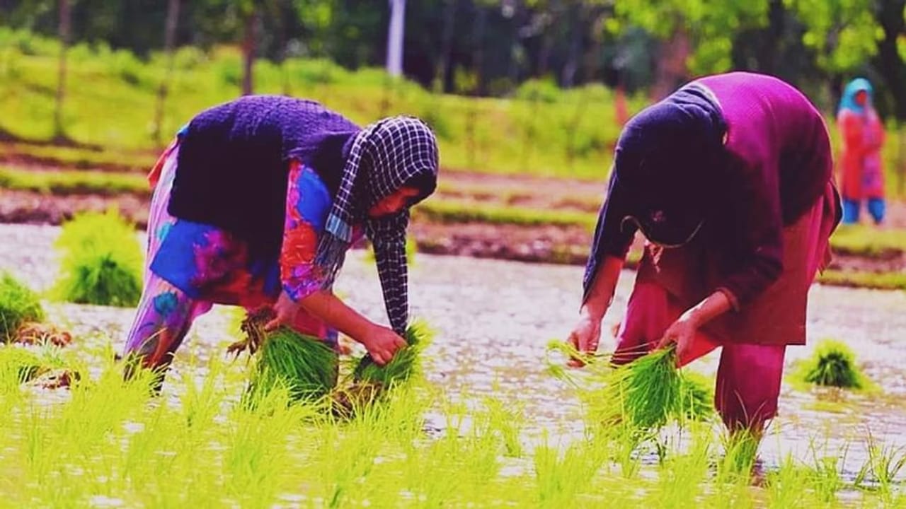 કૃષિ ક્ષેત્રમાં મોટો ફેરફાર લાવી શકે છે બિગ ડેટા, જાણો કેવી રીતે કરશે કામ અને સ્માર્ટ ખેતીને મળશે પ્રોત્સાહન