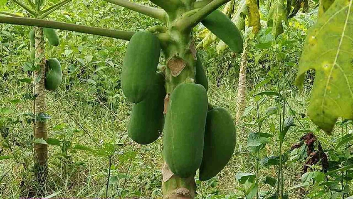 આ યુવાન ટાટા કંપનીમાંથી એન્જિનિયરની નોકરી છોડી ખેડૂત બન્યો, ખેતીના વ્યવસાયથી કરે છે લાખોની કમાણી