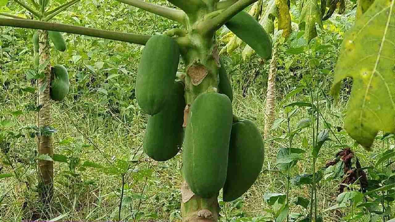 આ યુવાન ટાટા કંપનીમાંથી એન્જિનિયરની નોકરી છોડી ખેડૂત બન્યો, ખેતીના વ્યવસાયથી કરે છે લાખોની કમાણી