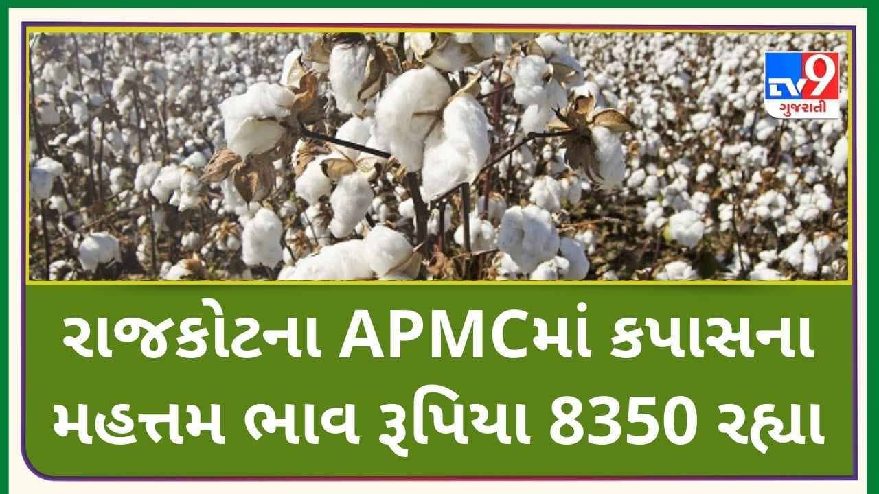 Mandi: રાજકોટના APMCમાં કપાસના મહત્તમ ભાવ રૂપિયા 8350 રહ્યા, જાણો જુદા-જુદા પાકના ભાવ