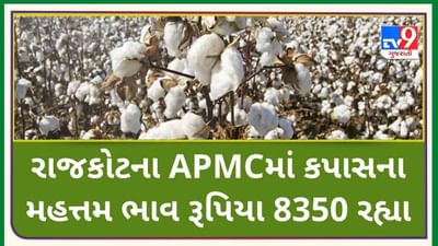 Mandi: રાજકોટના APMCમાં કપાસના મહત્તમ ભાવ રૂપિયા 8350 રહ્યા, જાણો જુદા-જુદા પાકના ભાવ