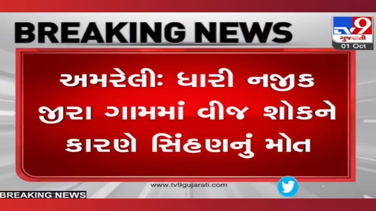 Amreli: ખેતર ફરતે લાગેલા વીજ કરંટના તારે લીધો 9 વર્ષની સિંહણનો જીવ