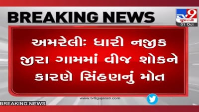 Amreli: ખેતર ફરતે લાગેલા વીજ કરંટના તારે લીધો 9 વર્ષની સિંહણનો જીવ Amreli: ખેતર ફરતે લાગેલા વીજ કરંટના તારે લીધો 9 વર્ષની સિંહણનો જીવ