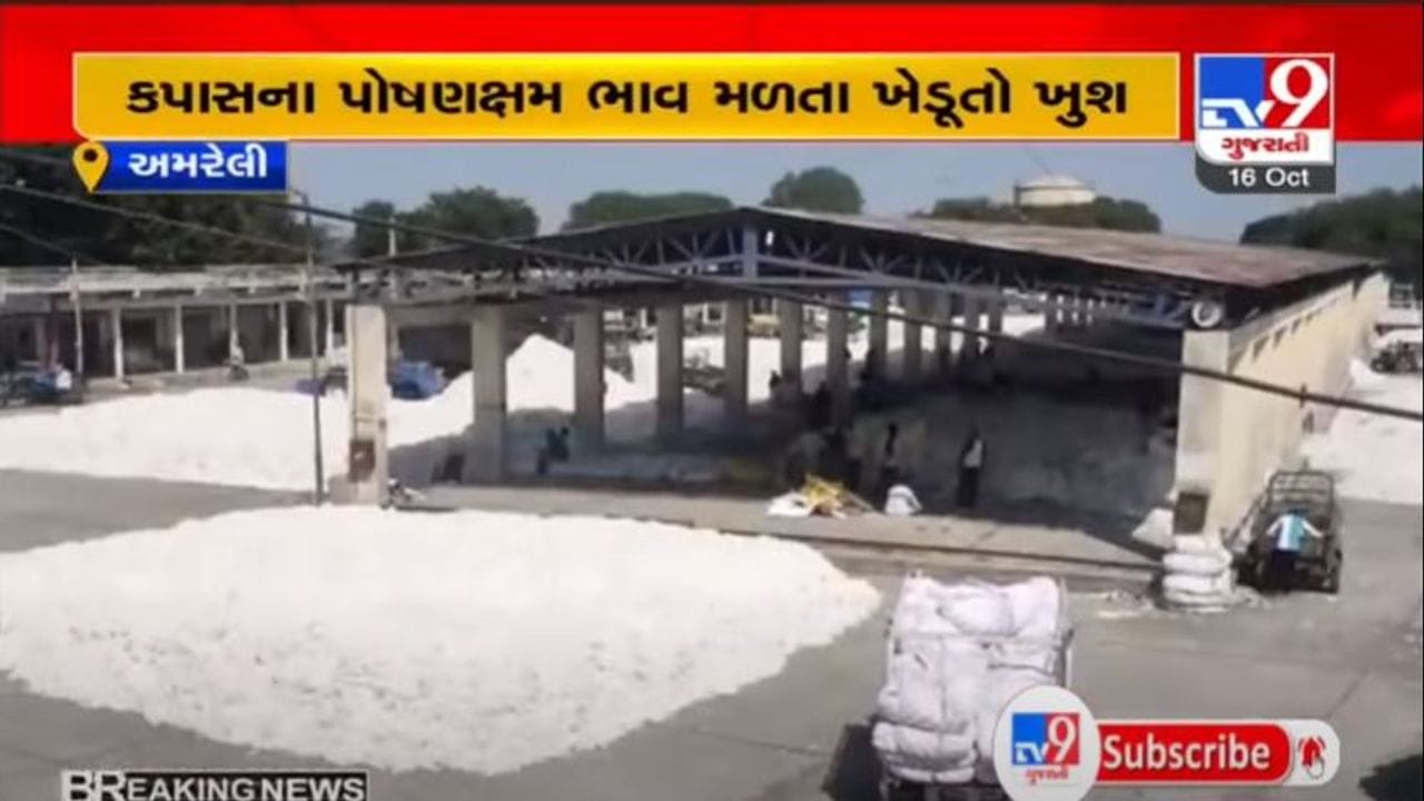 AMRELI : બાબરા માર્કેટયાર્ડની નવી પહેલ, કપાસની આવક વધતા હવે સીધી હરાજી કરવામા આવશે AMRELI : બાબરા માર્કેટયાર્ડની નવી પહેલ, કપાસની આવક વધતા હવે સીધી હરાજી કરવામા આવશે