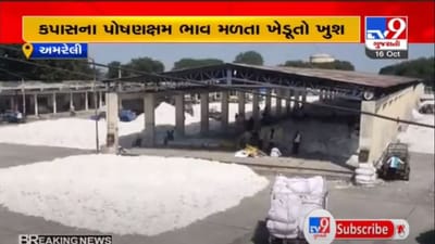 AMRELI : બાબરા માર્કેટયાર્ડની નવી પહેલ, કપાસની આવક વધતા હવે સીધી હરાજી કરવામા આવશે AMRELI : બાબરા માર્કેટયાર્ડની નવી પહેલ, કપાસની આવક વધતા હવે સીધી હરાજી કરવામા આવશે