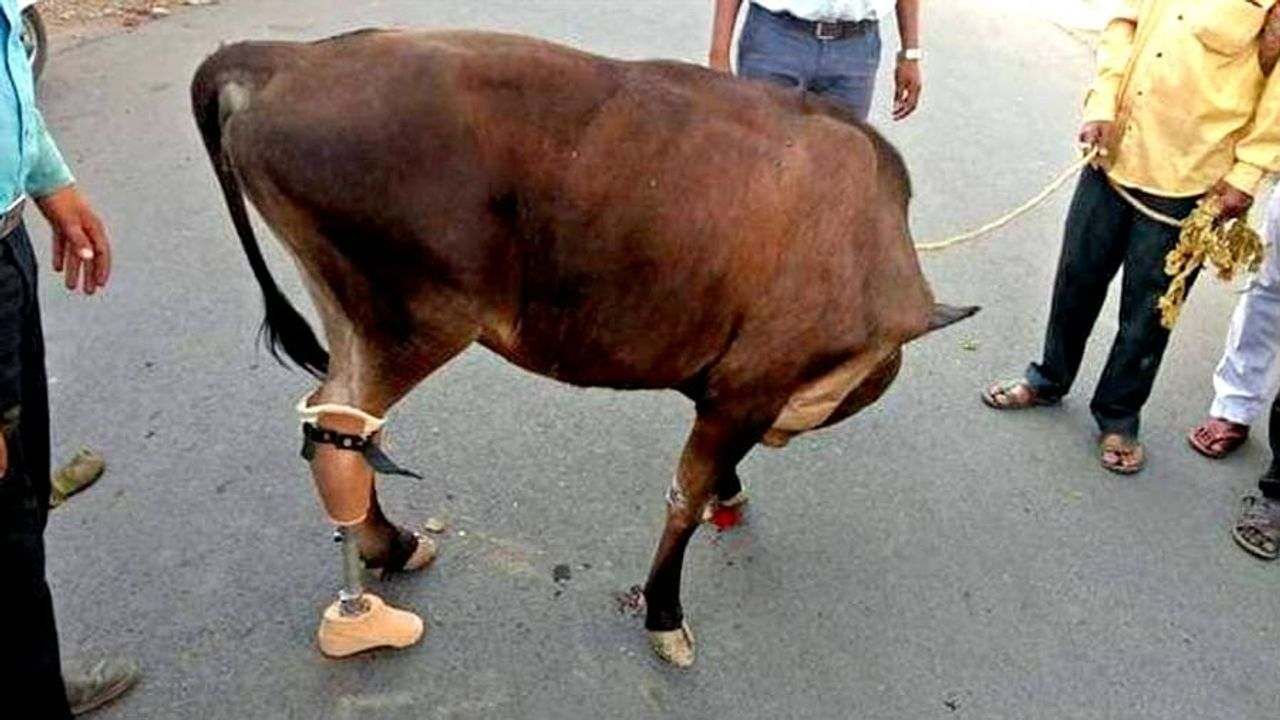 Artificial leg for Animals: માનવોની જેમ પશુઓને પણ લગાડવામાં આવશે કૃત્રિમ પગ, આ રાજ્યએ કરી શરૂઆત