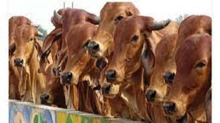 Crime: ઝેર વાળુ પાણી પીવડાવી 58 ગાયોને મોતને ઘાટ ઉતારી, નોકરીમાંથી કાઢી મુકતા માલિકની ગાયો પર ઉતાર્યો ગુસ્સો