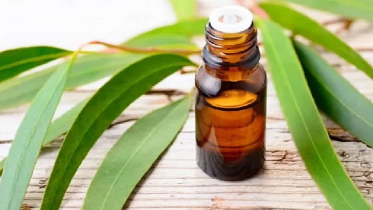 Health Tips: નીલગિરીનું તેલ આ સમસ્યાઓ માટે છે વરદાન, જાણીને તમે પણ કહેશો વાહ