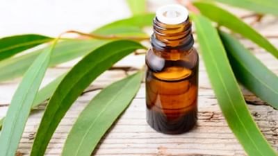 Health Tips: નીલગિરીનું તેલ આ સમસ્યાઓ માટે છે વરદાન, જાણીને તમે પણ કહેશો 'વાહ'