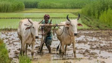 ખેડૂતોએ ઓક્ટોબર માસમાં તુવેર, ચણા, લસણ અને જુવારના પાકમાં કરવાના થતા ખેતી કાર્યોની માહિતી