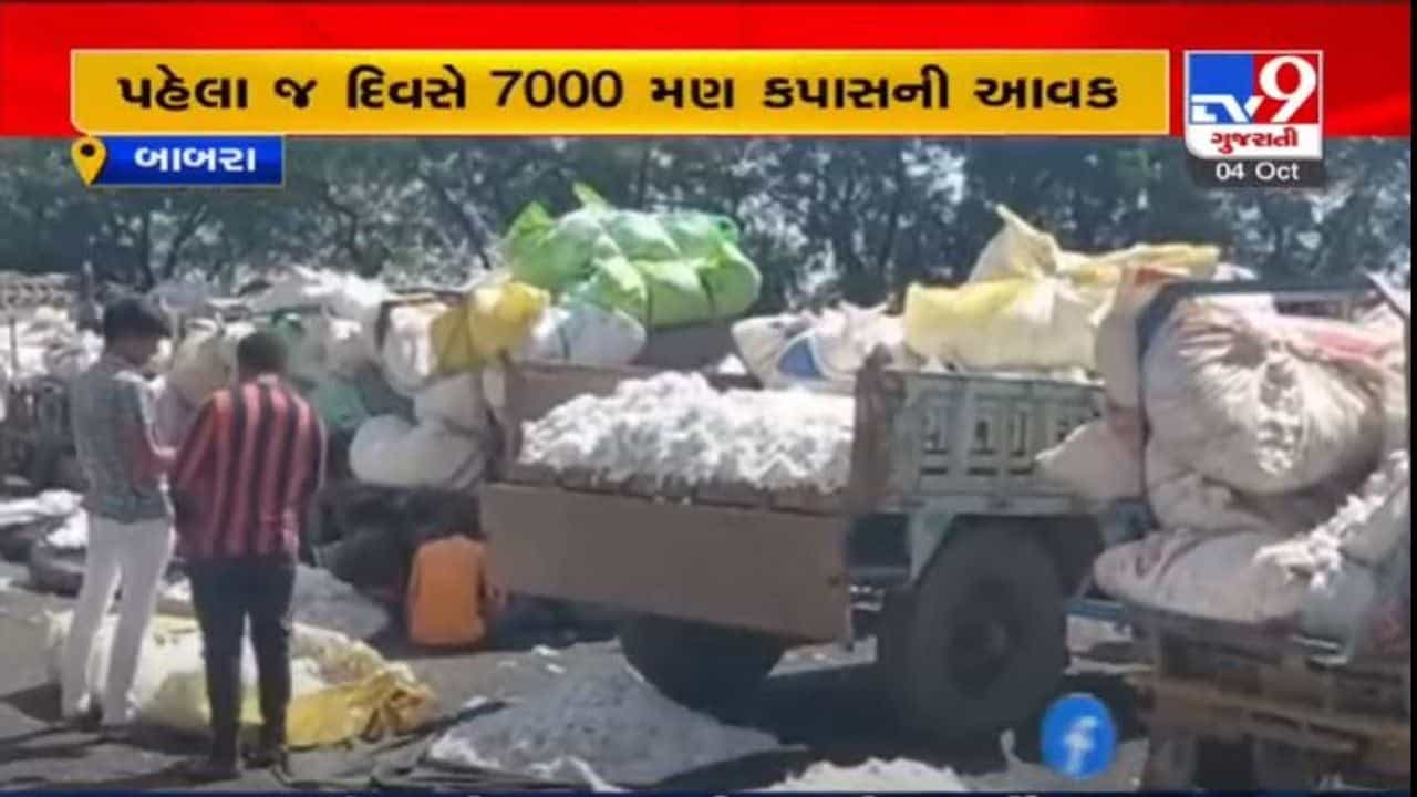 AMRELI : બાબરા APMCમાં એક જ દિવસમાં 7000 મણ કપાસની આવક, સારા ભાવ મળતા ખેડૂતોમાં આનંદ