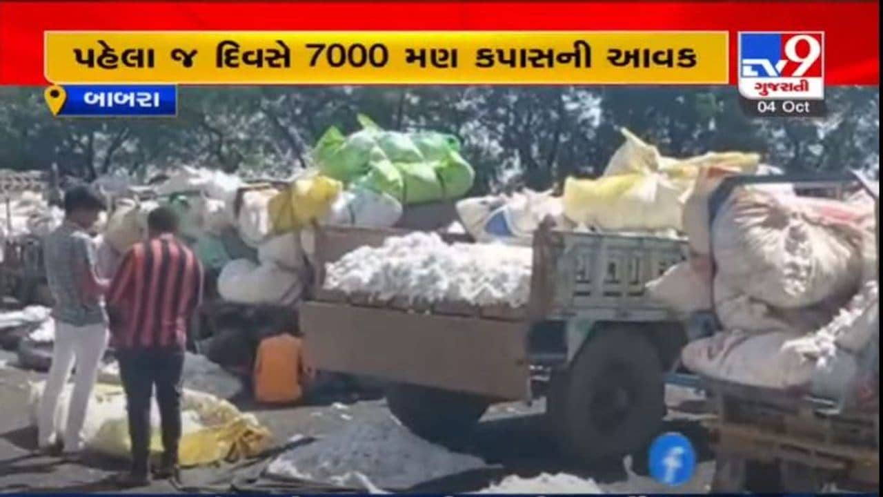 AMRELI : બાબરા APMCમાં એક જ દિવસમાં 7000 મણ કપાસની આવક, સારા ભાવ મળતા ખેડૂતોમાં આનંદ