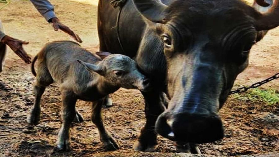 Animal Husbandry: લ્યો બોલો ! IVF ટેક્નિકથી ભારતમાં પહેલી વાર ભેંસે આપ્યો વાછરડાને જન્મ