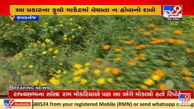 ગુજરાતના કપડવંજમાં ખેડૂતો છેતરાયા, નકલી બિયારણથી નુકશાનની ભીતિ ગુજરાતના કપડવંજમાં ખેડૂતો છેતરાયા, નકલી બિયારણથી નુકશાનની ભીતિ