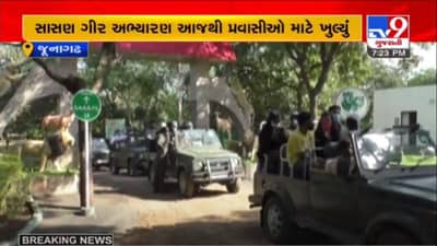 સિંહ દર્શન : 4 મહિના બાદ ગીર અભયારણ્ય ખુલ્યું, ડાલામથ્થાને નજીકથી જોવા પ્રવાસીઓ ઉમટ્યા, 100 ટકા બુકિંગ થયું