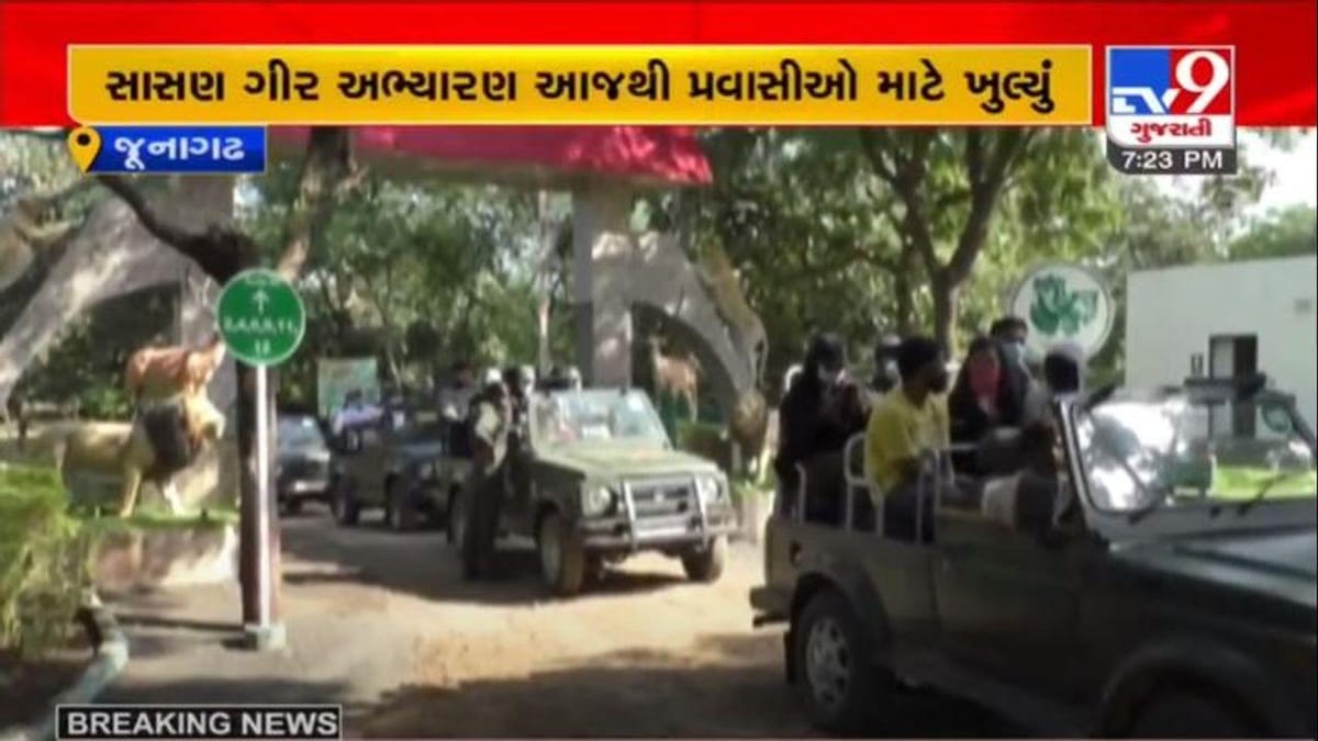 સિંહ દર્શન : 4  મહિના બાદ ગીર અભયારણ્ય ખુલ્યું, ડાલામથ્થાને નજીકથી જોવા પ્રવાસીઓ ઉમટ્યા, 100 ટકા બુકિંગ થયું