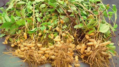 આ વરસે ગુજરાતમાં મગફળીનું રેકોર્ડ બ્રેક ઉત્પાદનનો અંદાજ,  જે ગત વર્ષ કરતા 8.74 ટકા વધારે છે